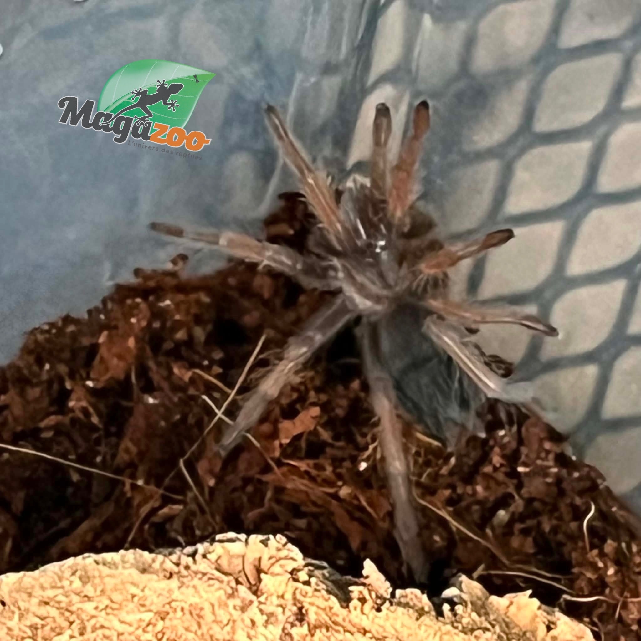 Magazoo Mygale mexicaine à jambes rouges (1'') (Vendu avec enclos) /Brachypelma emilia  bébé