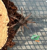 Magazoo Baby Mexican red leg tarantula (1'') (Sold with enclosure) /Brachypelma emilia