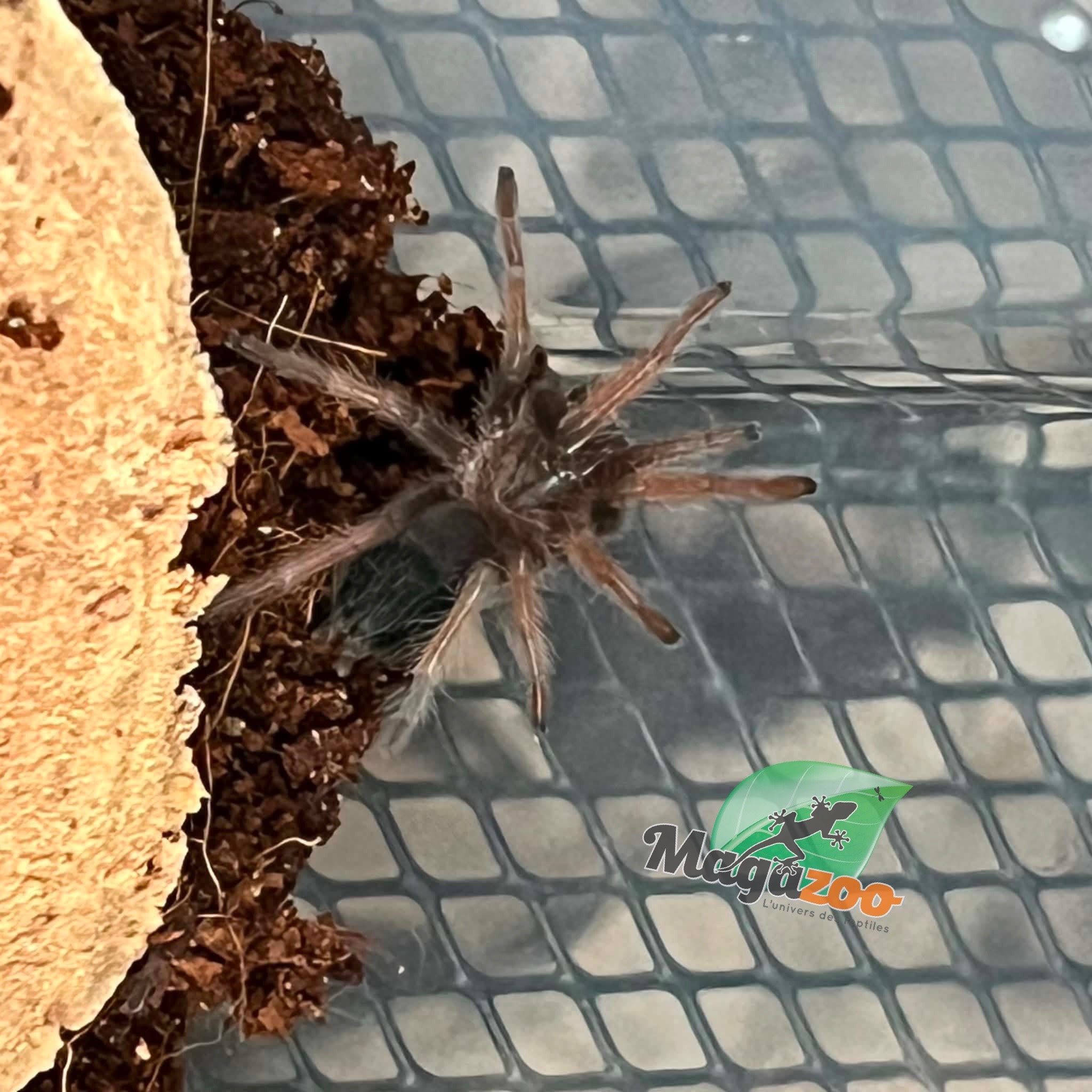 Magazoo Baby Mexican red leg tarantula (1'') (Sold with enclosure) /Brachypelma emilia