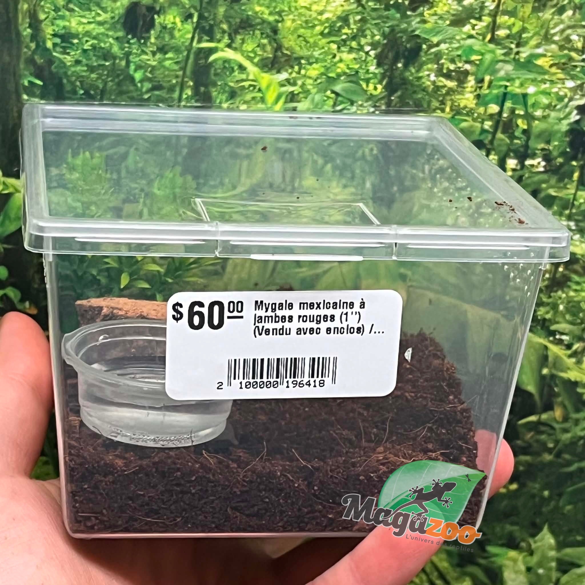 Magazoo Baby Mexican red leg tarantula (1'') (Sold with enclosure) /Brachypelma emilia
