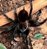Magazoo Red rump tarantula (2'') / Tliltocatl vagans