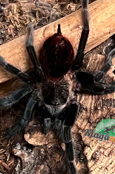 Magazoo Red rump tarantula (2'') / Tliltocatl vagans