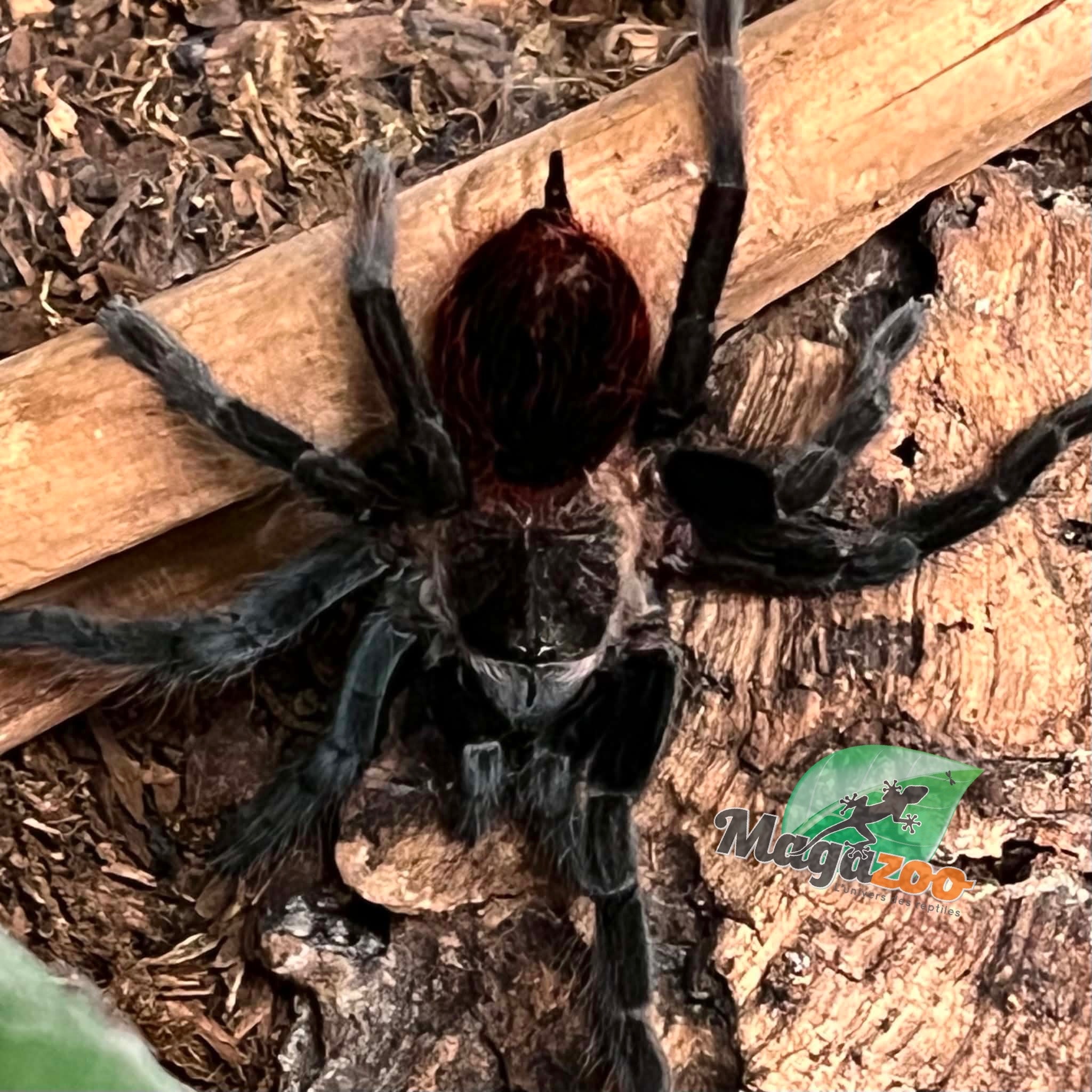 Magazoo Red rump tarantula (2'') / Tliltocatl vagans