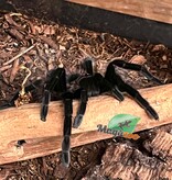 Magazoo Red rump tarantula (2'') / Tliltocatl vagans