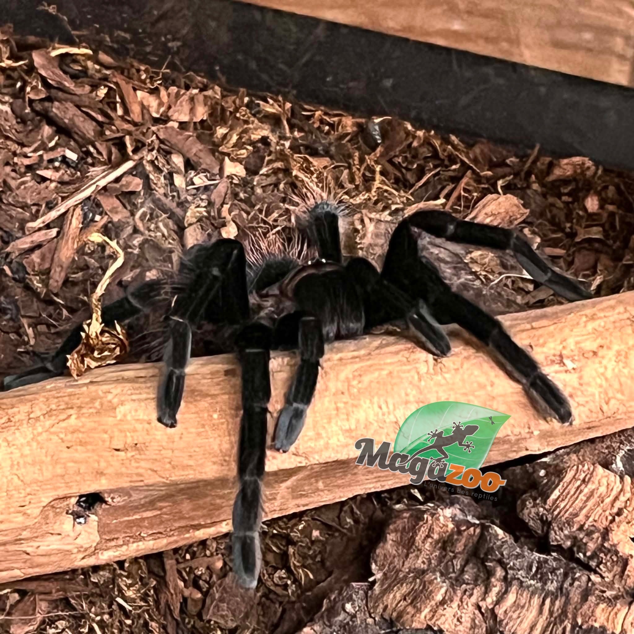 Magazoo Red rump tarantula (2'') / Tliltocatl vagans
