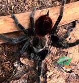 Magazoo Red rump tarantula (2'') / Tliltocatl vagans