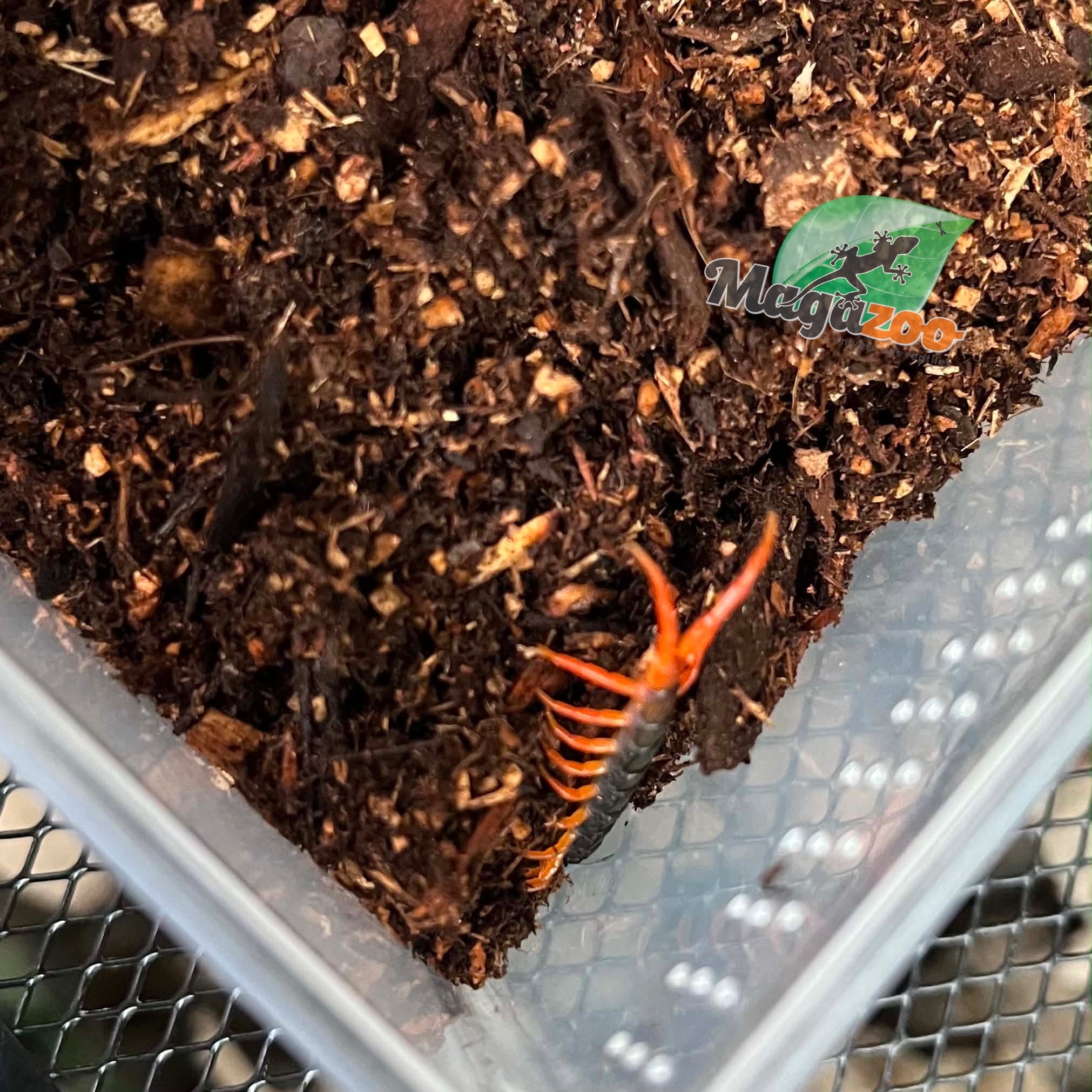 Magazoo Yellow leg asian centipede 3'' Sold with enclosure / Scolopendra multidens 'yellow'