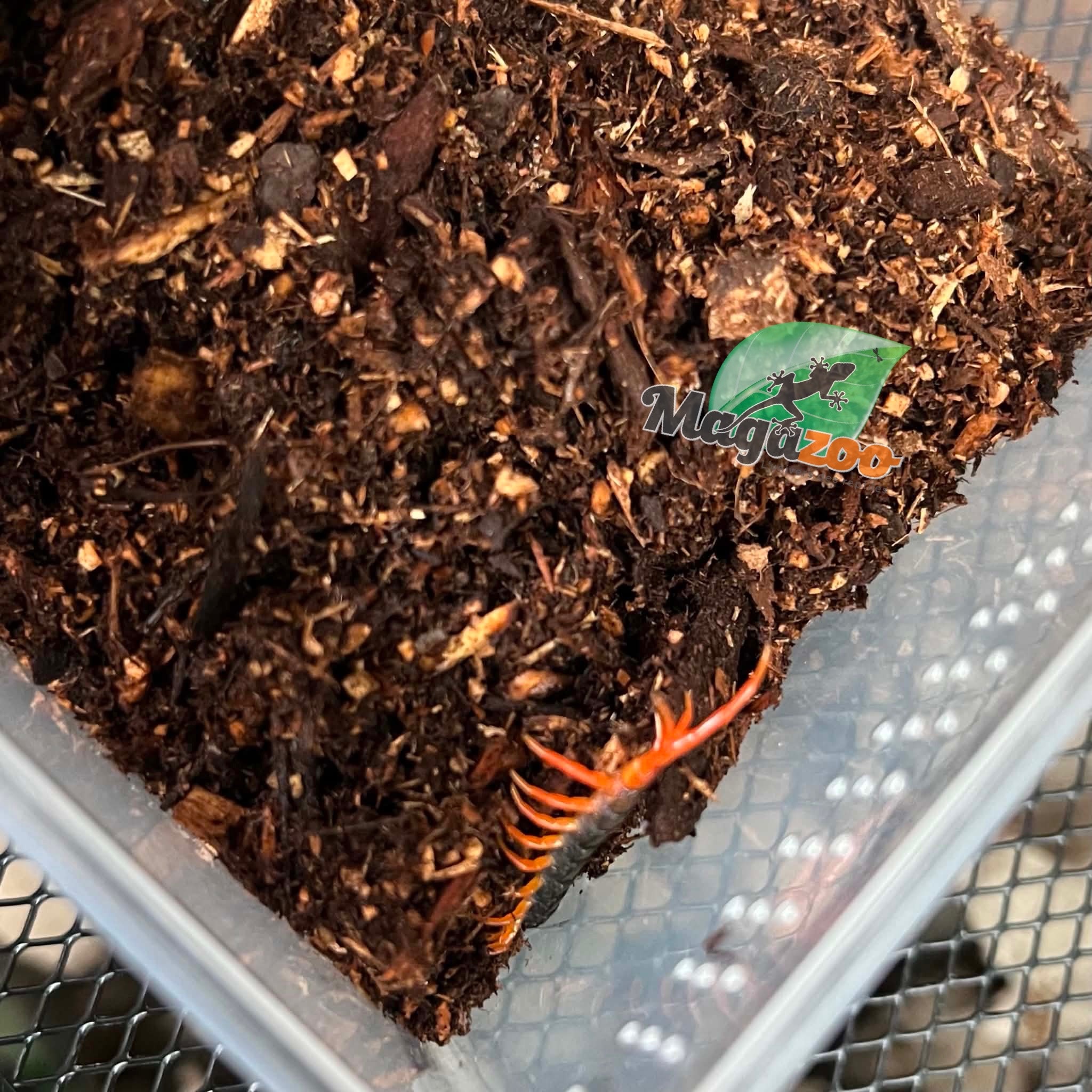 Magazoo Yellow leg asian centipede 3'' Sold with enclosure / Scolopendra multidens 'yellow'