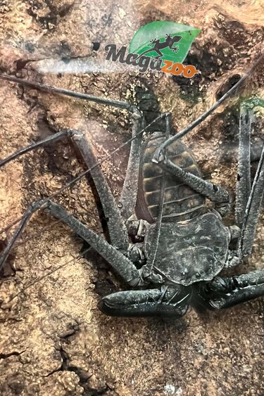 Magazoo Male Mexican Tailless Whipscorpion /Phrynus whitei