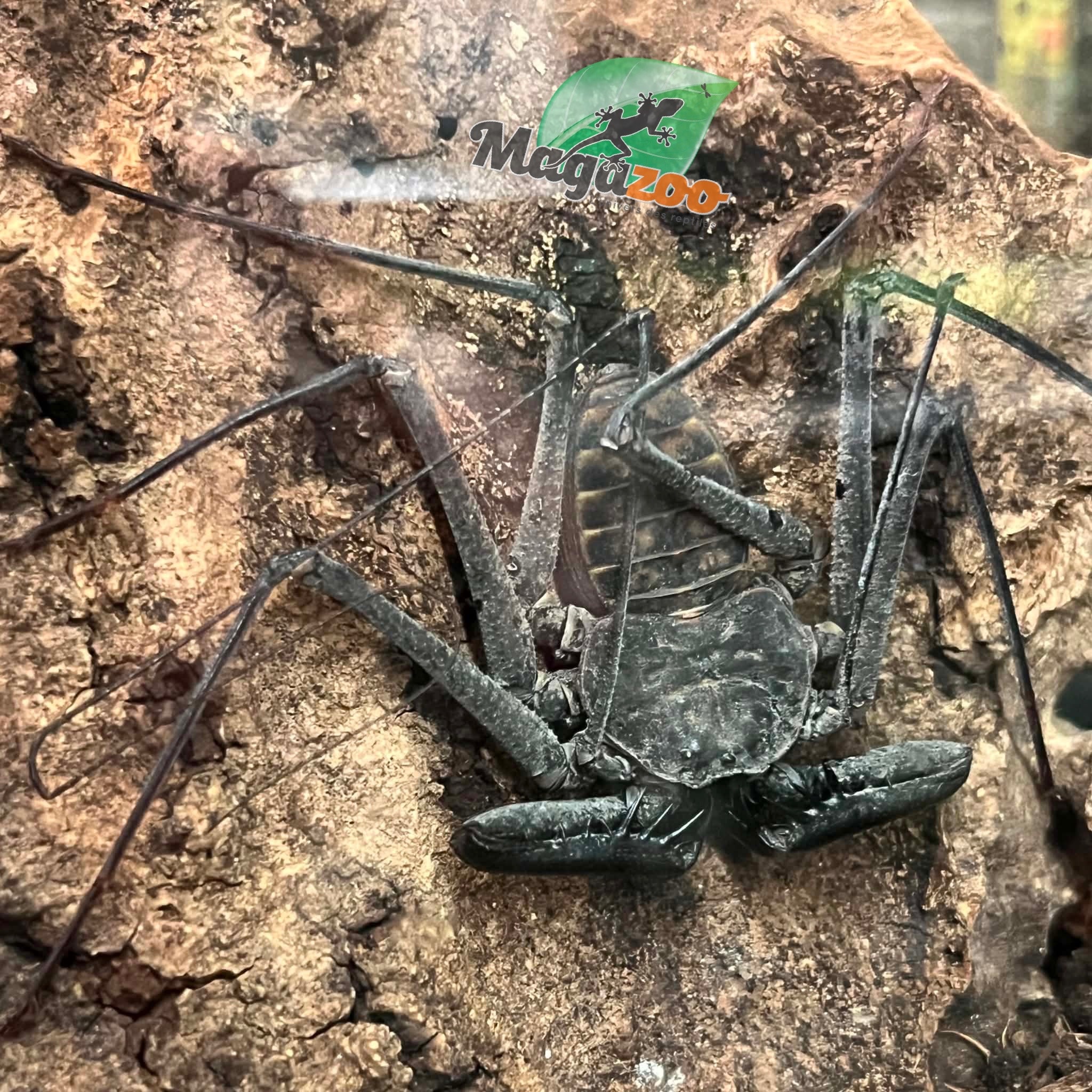Magazoo Male Mexican Tailless Whipscorpion /Phrynus whitei