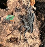 Magazoo Male Mexican Tailless Whipscorpion /Phrynus whitei
