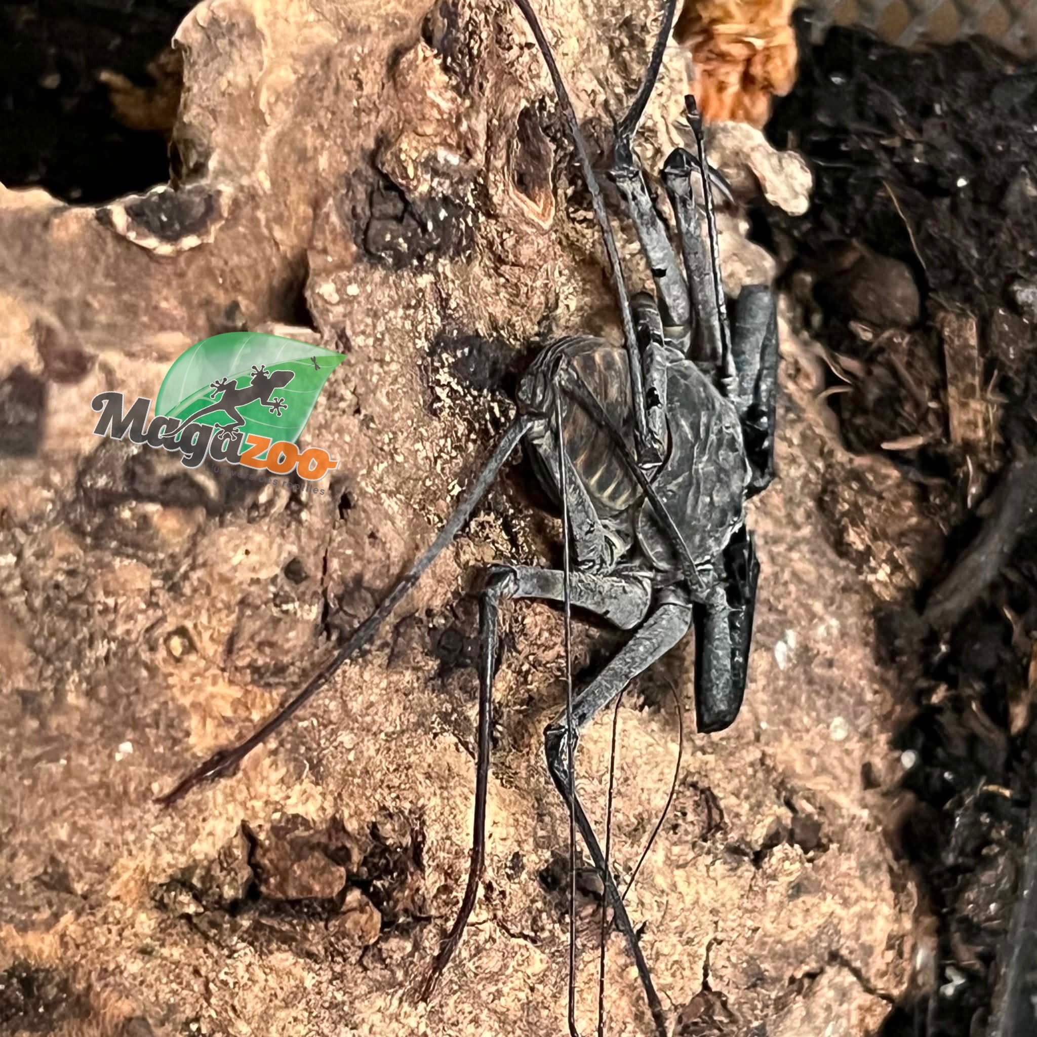 Magazoo Male Mexican Tailless Whipscorpion /Phrynus whitei