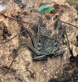Magazoo Male Mexican Tailless Whipscorpion /Phrynus whitei