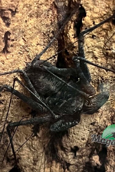 Magazoo Female Mexican Tailless Whipscorpion / Phrynus whitei