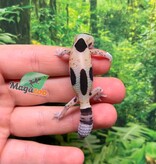 Magazoo Whiteout Fat-tailed Gecko