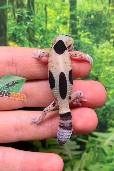 Magazoo Whiteout Fat-tailed Gecko
