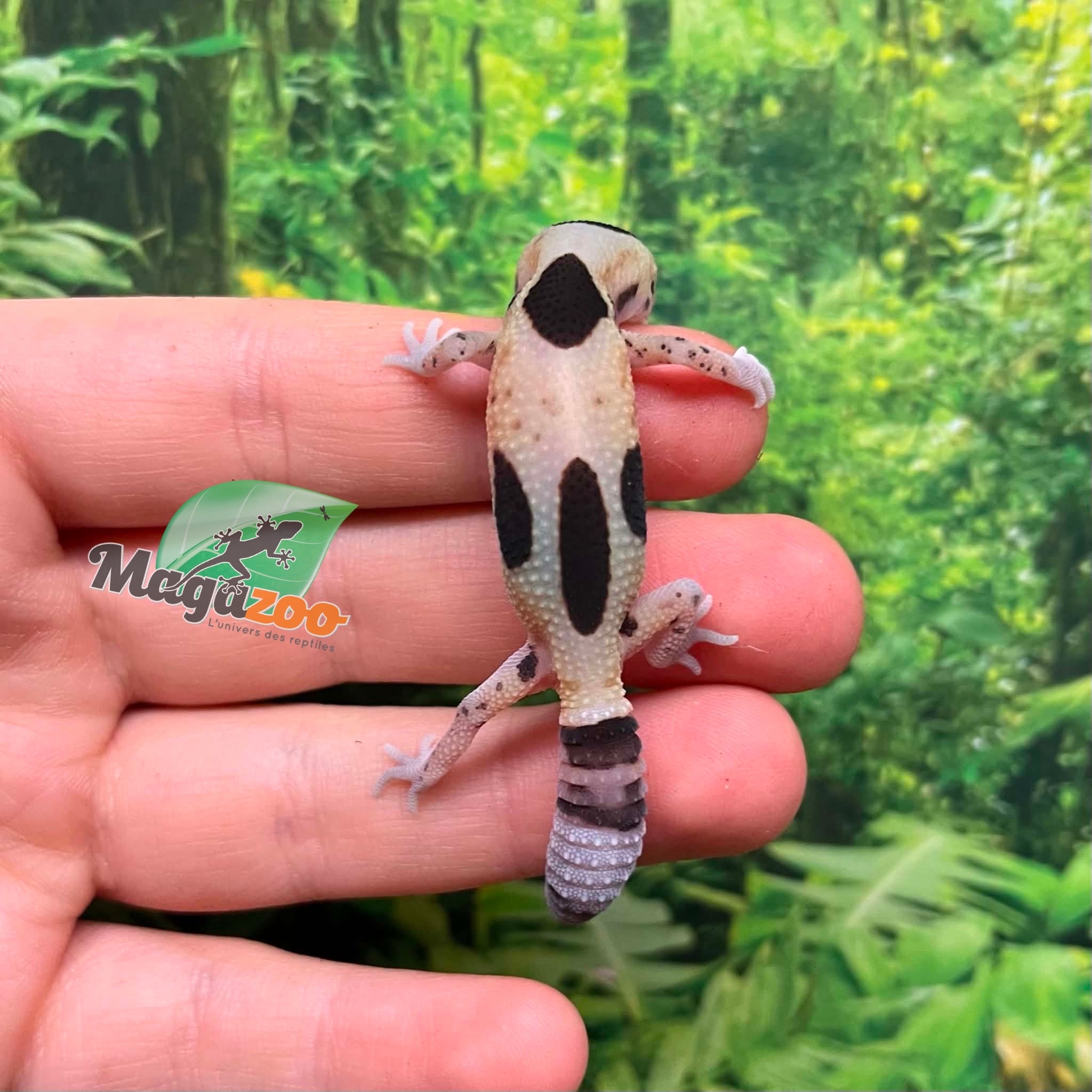 Magazoo Whiteout Fat-tailed Gecko