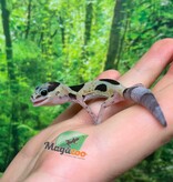 Magazoo Gecko à queue grasse Whiteout