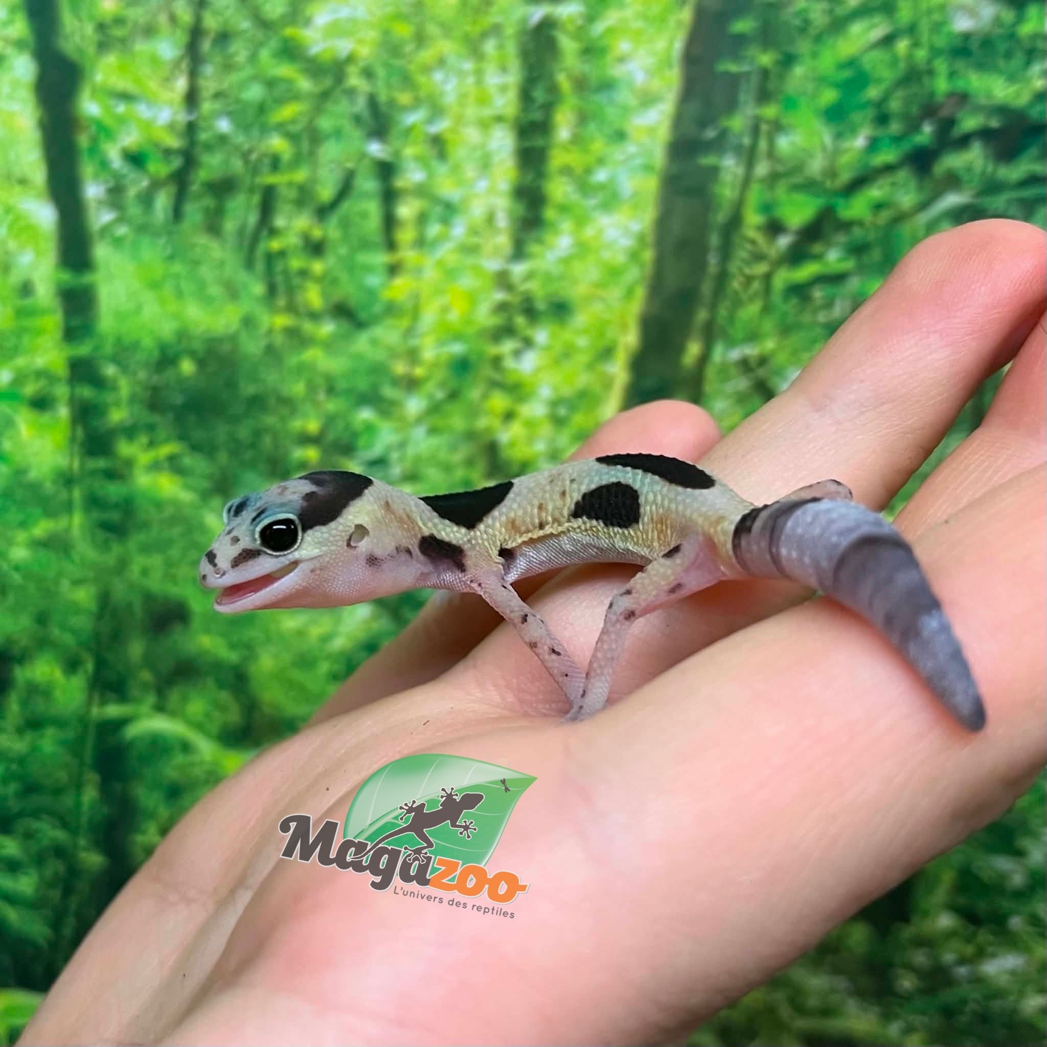 Magazoo Whiteout Fat-tailed Gecko