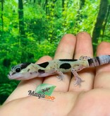 Magazoo Whiteout Fat-tailed Gecko