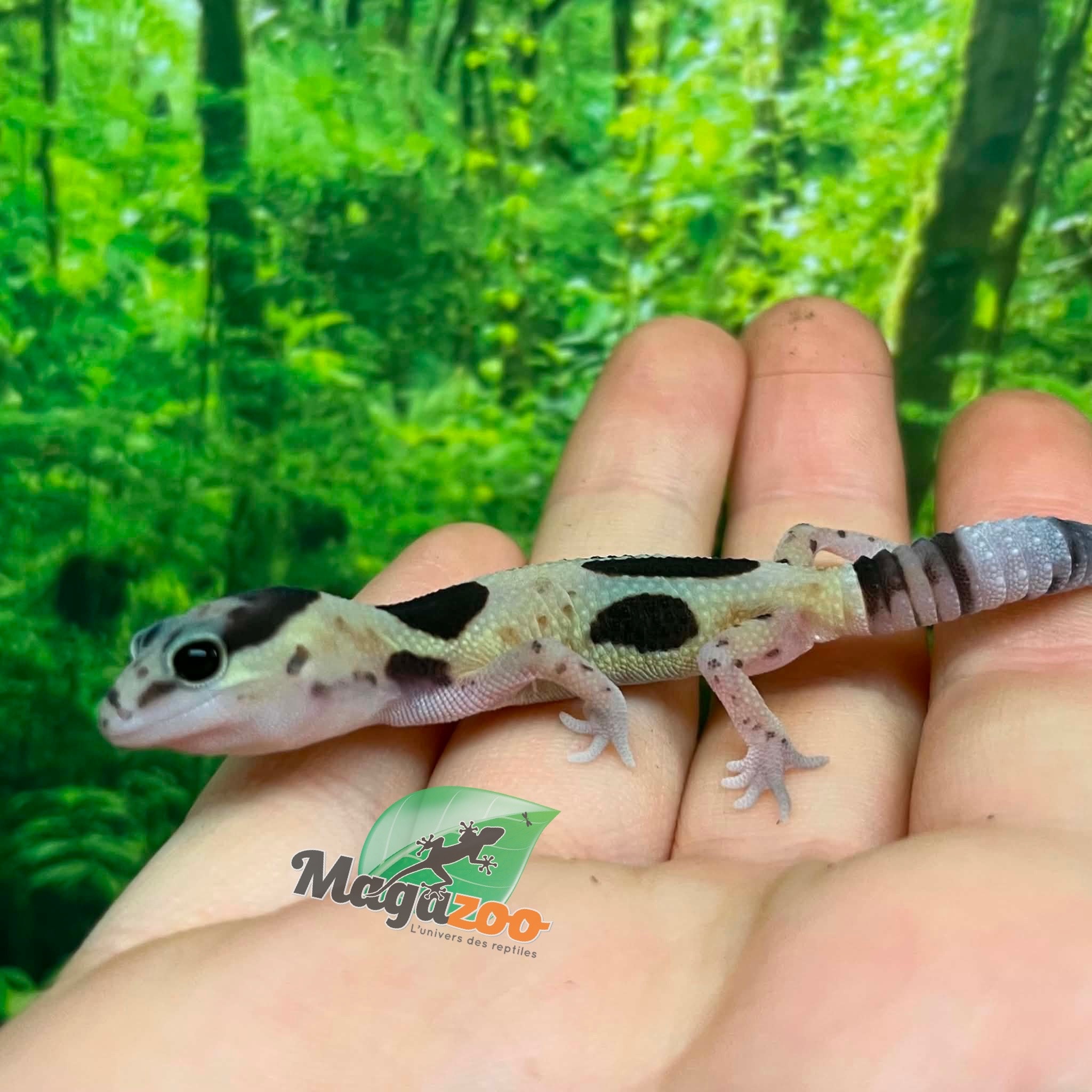 Magazoo Whiteout Fat-tailed Gecko