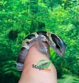 Magazoo Gecko à queue grasse Ligné bébé #3