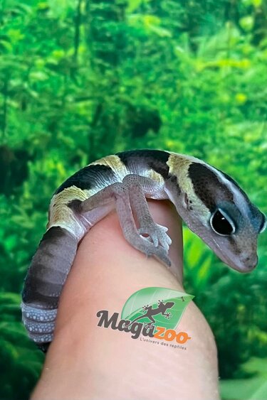 Magazoo Gecko à queue grasse Ligné bébé #3