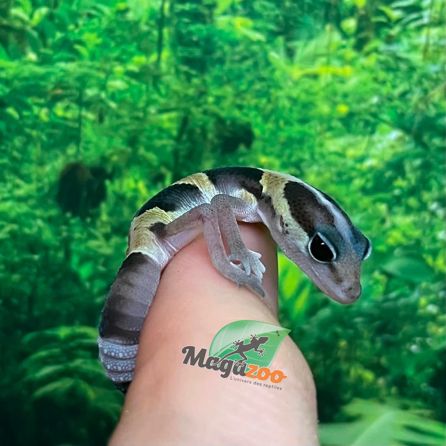 Magazoo Baby Lined Fat-tailed Gecko #3