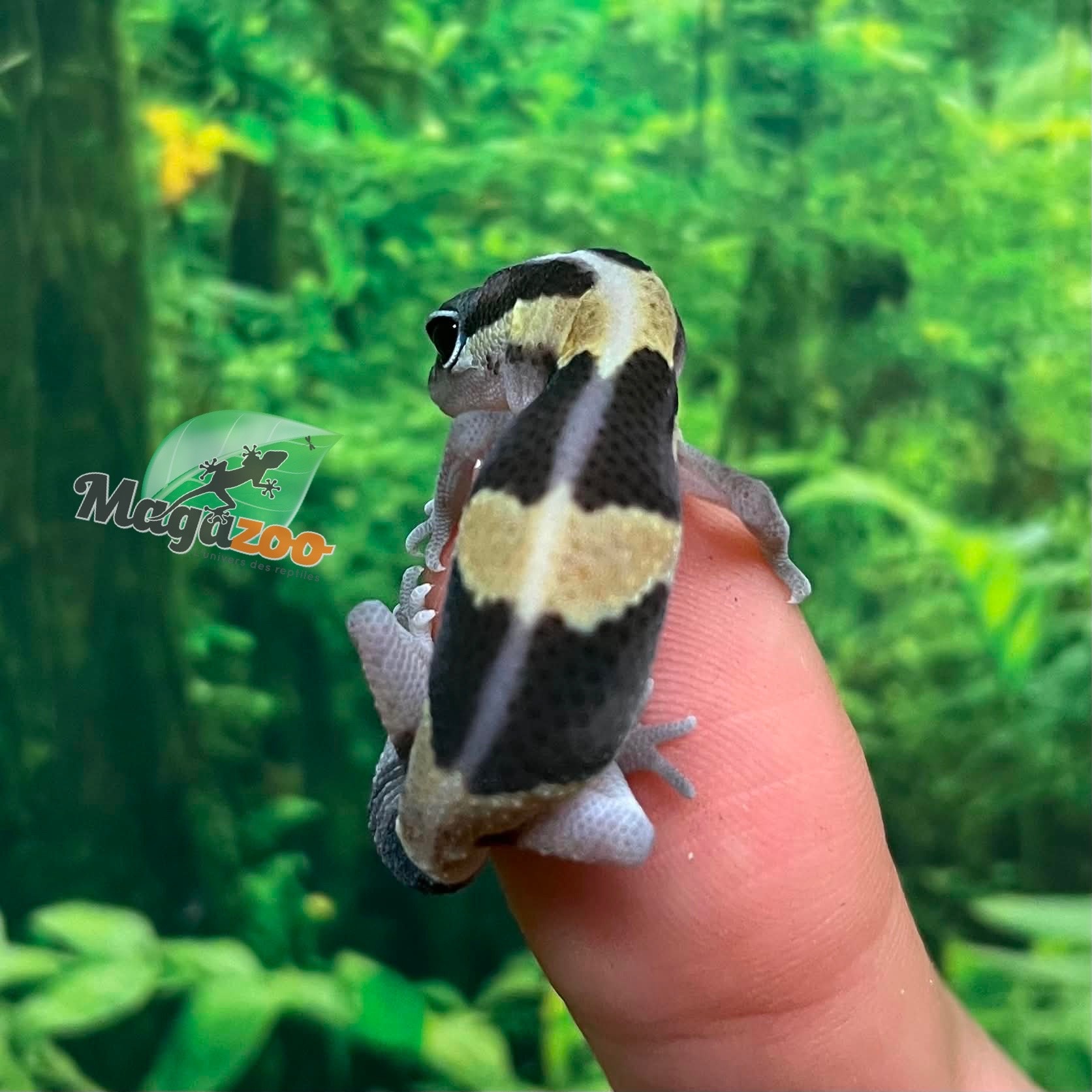 Magazoo Baby Lined Fat-tailed Gecko #3