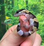 Magazoo Baby Lined Fat-tailed Gecko #3