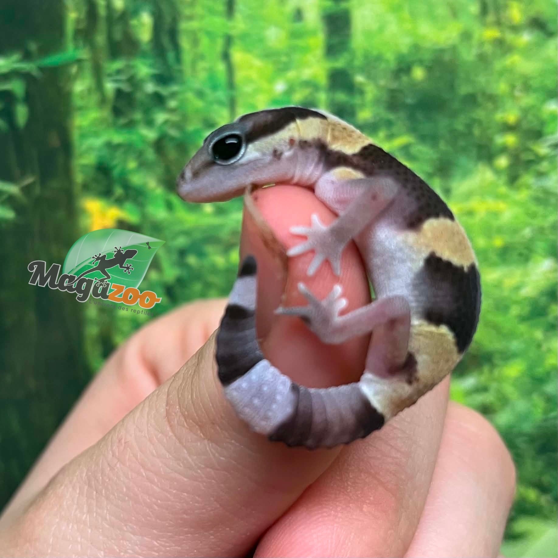 Magazoo Baby Lined Fat-tailed Gecko #3