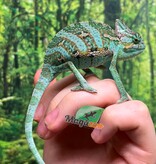 Magazoo Baby Male Veiled Chameleon #2