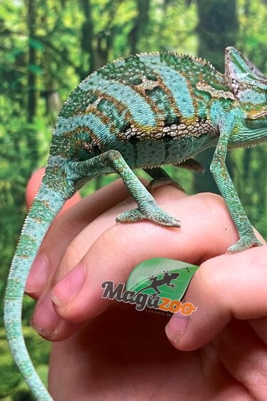Magazoo Caméléon casqué du Yémen #2 Bébé Mâle
