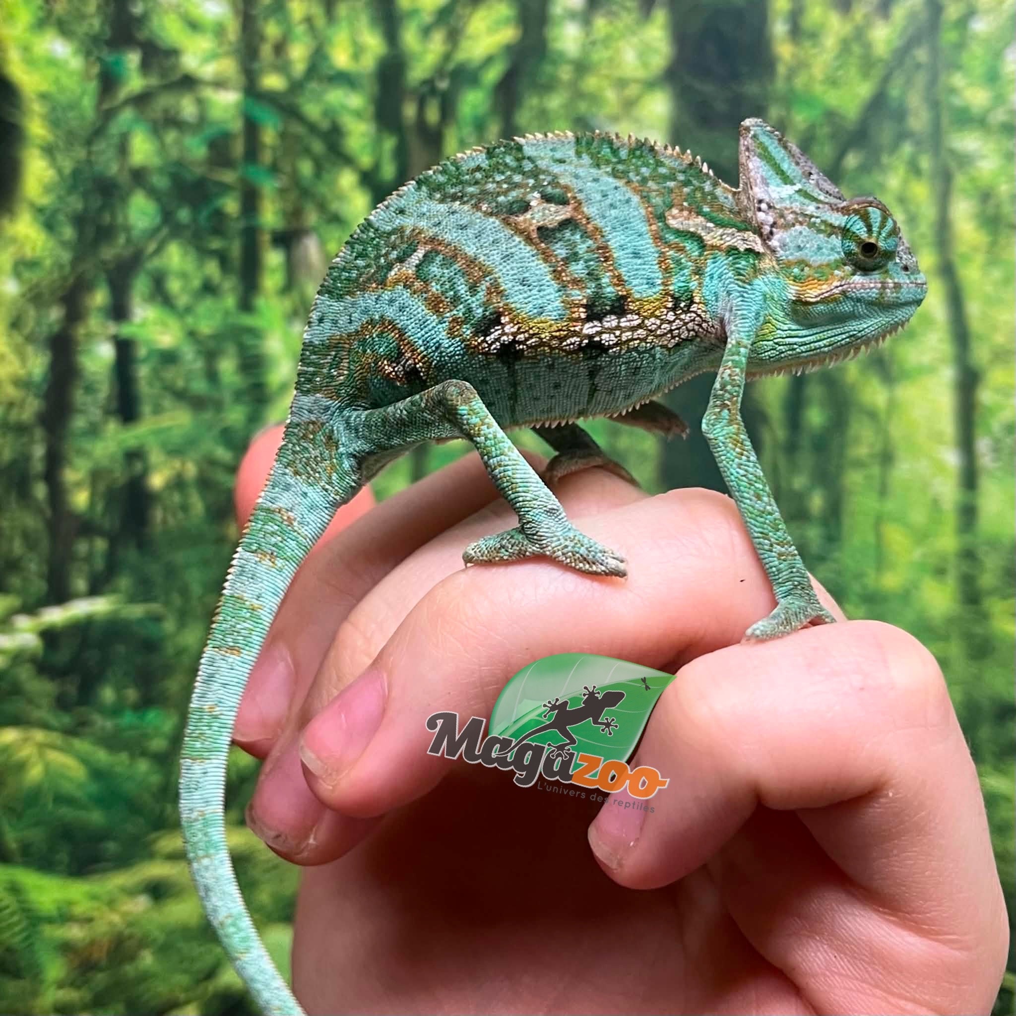 Magazoo Baby Male Veiled Chameleon #2