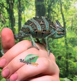Magazoo Baby Male Veiled Chameleon #2