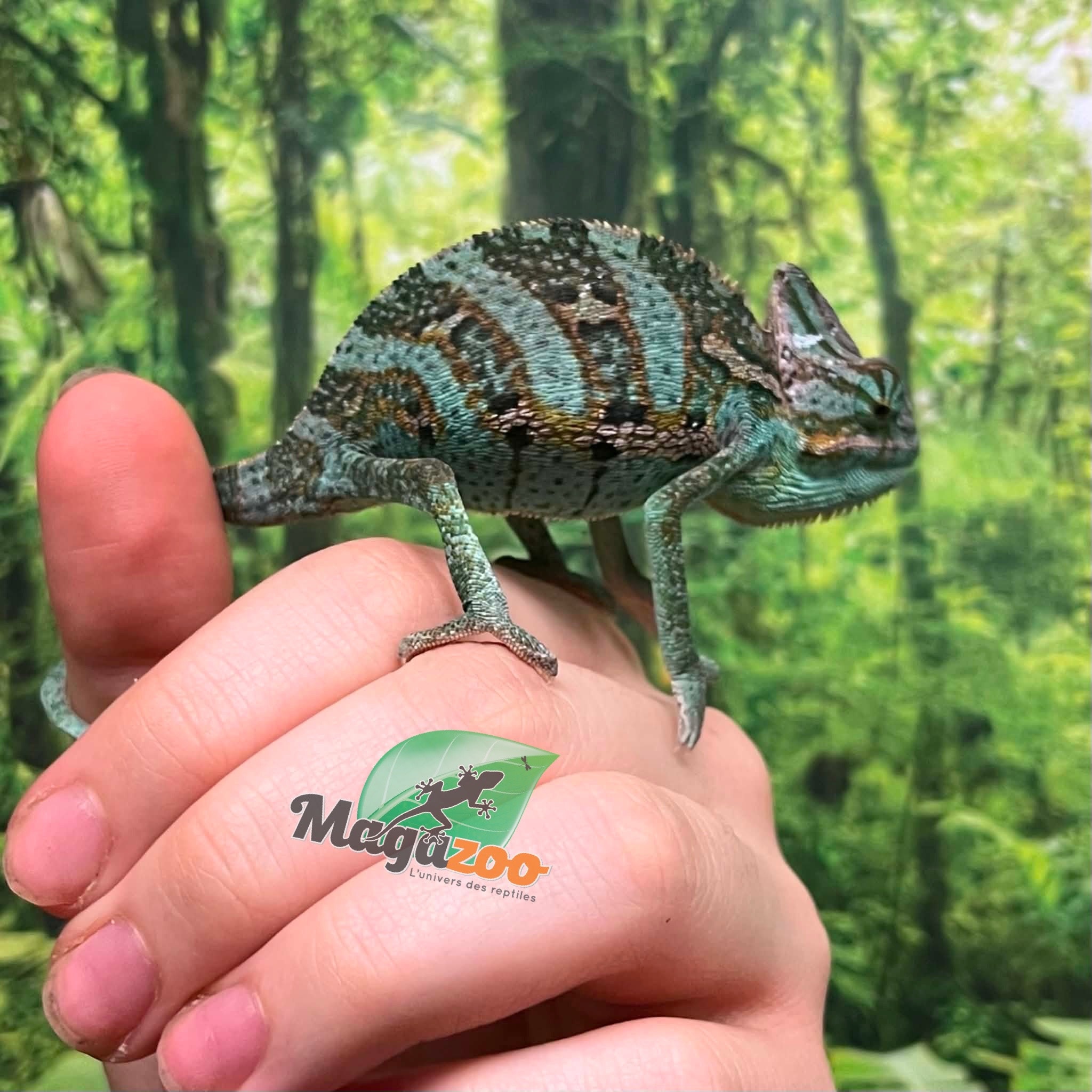 Magazoo Caméléon casqué du Yémen #2 Bébé Mâle