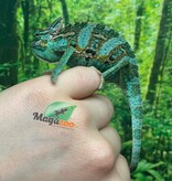Magazoo Baby Male Veiled Chameleon #2