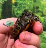 Magazoo Tortue forestière peinte Bébé #1
