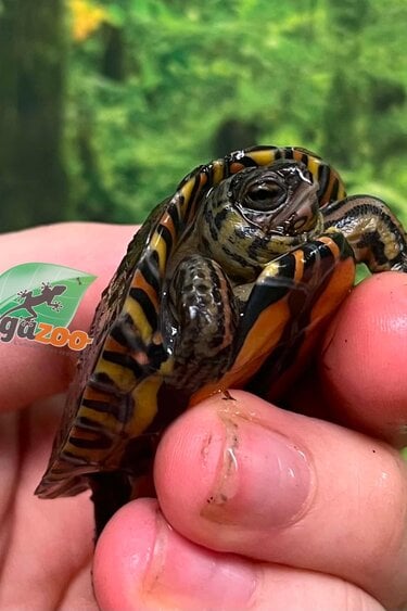 Magazoo Baby Ornate wood turtle #1