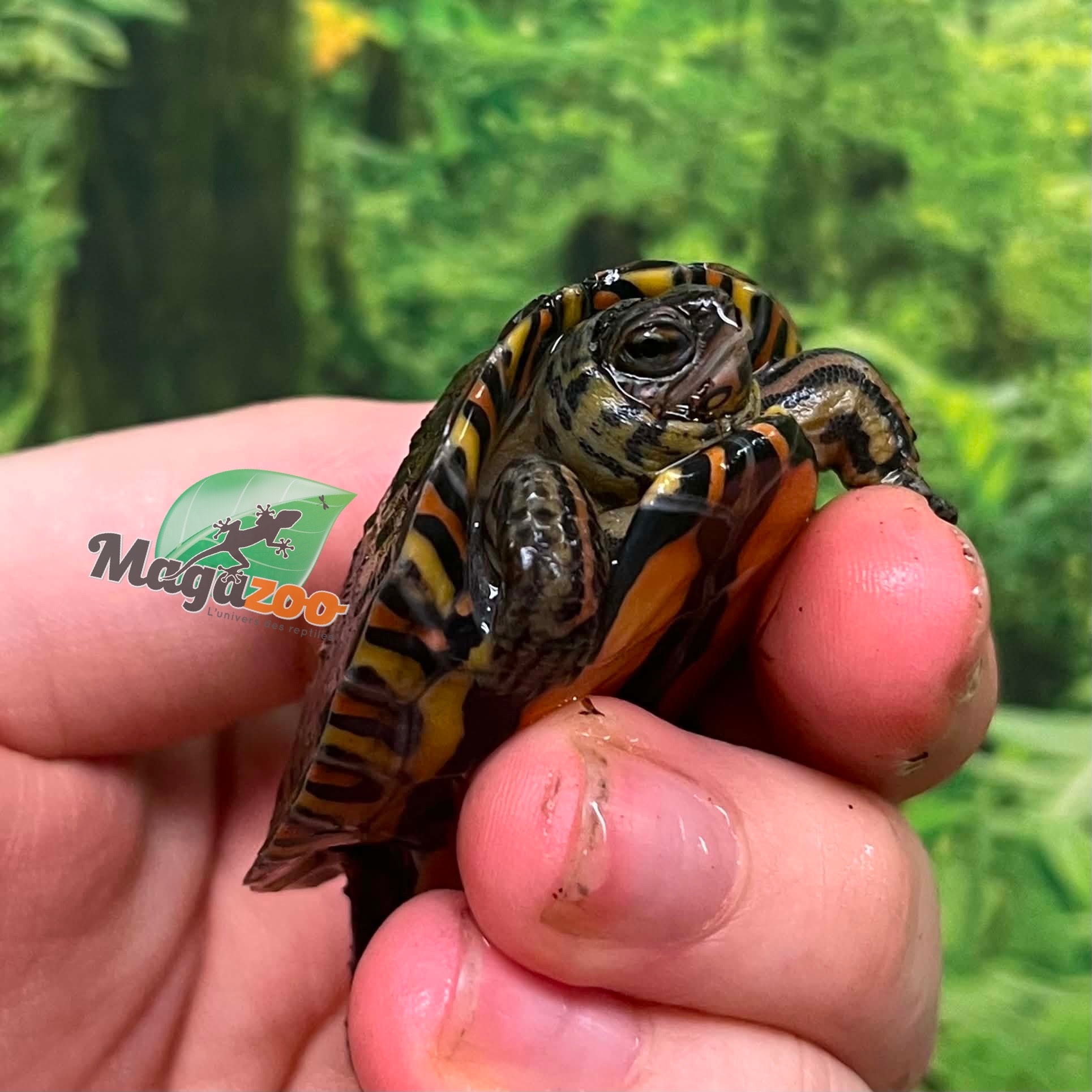 Magazoo Baby Ornate wood turtle #1