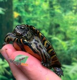Magazoo Baby Ornate wood turtle #1