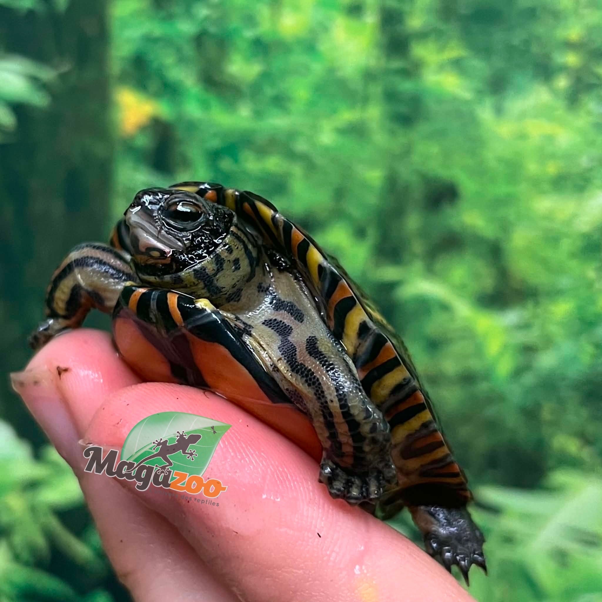 Magazoo Tortue forestière peinte Bébé #1
