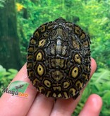 Magazoo Baby Ornate wood turtle #1
