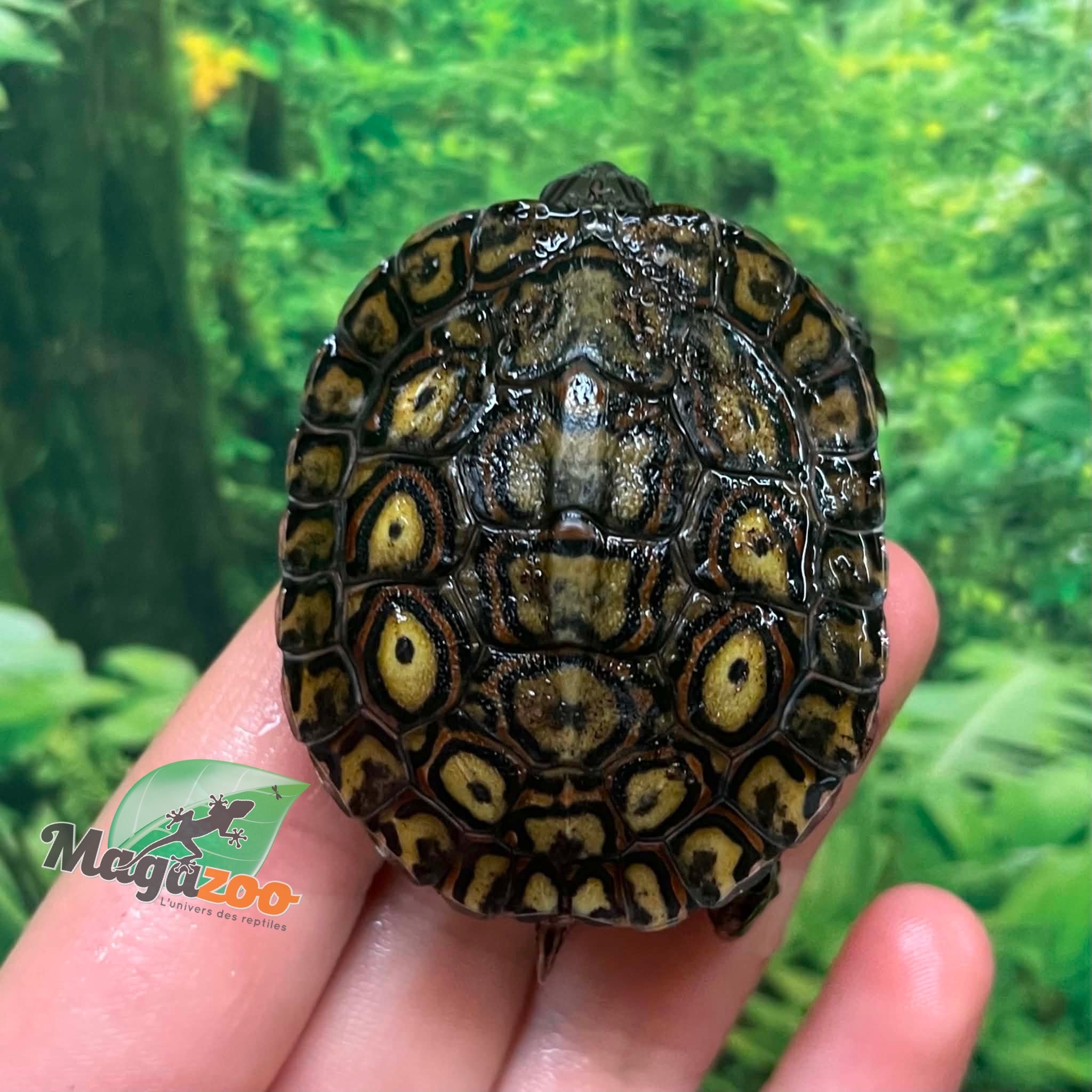 Magazoo Baby Ornate wood turtle #1