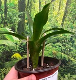Magazoo Plante Bromeliads sp.