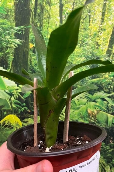 Magazoo Bromeliads sp. Plant