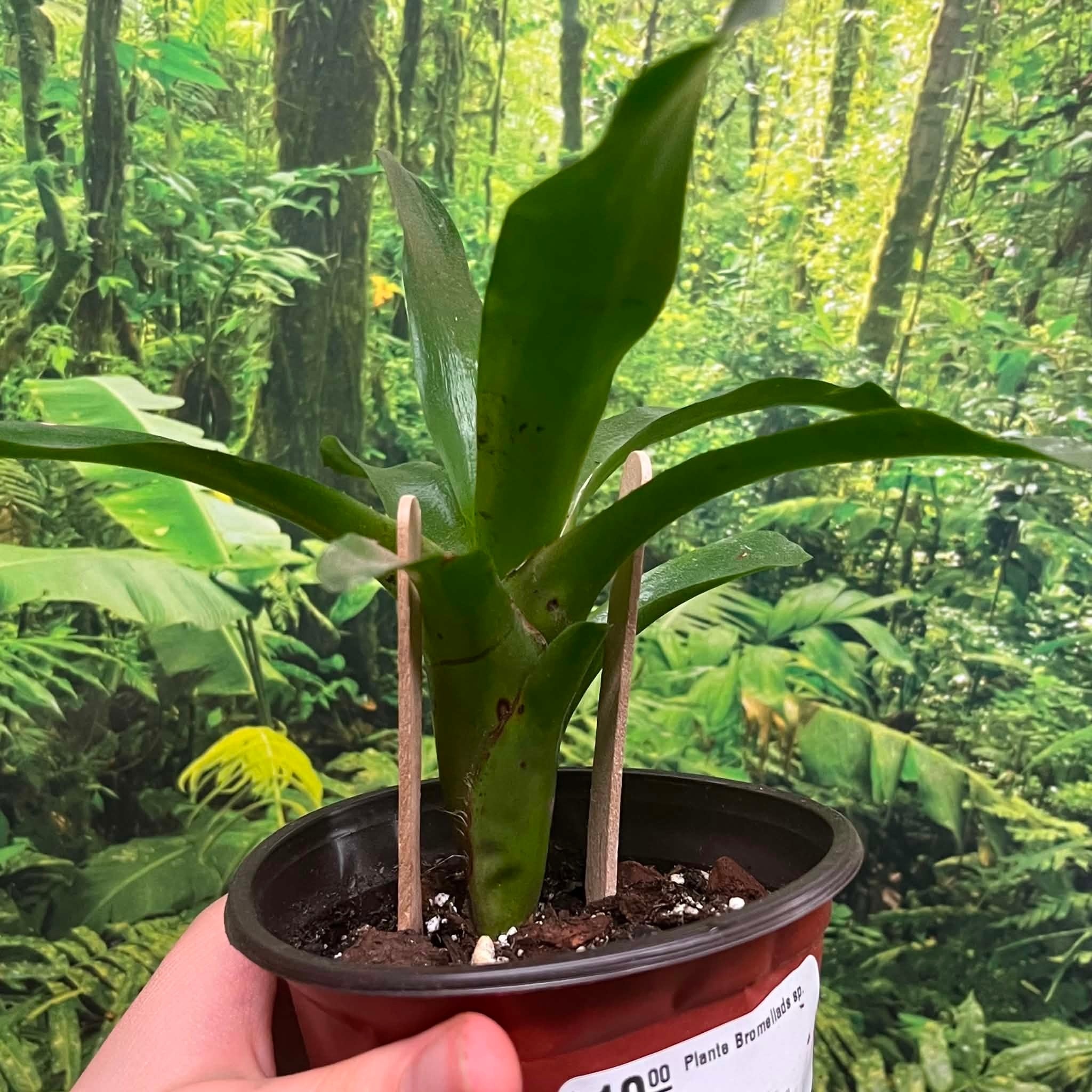 Magazoo Plante Bromeliads sp.