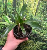 Magazoo Bromeliads sp. Plant