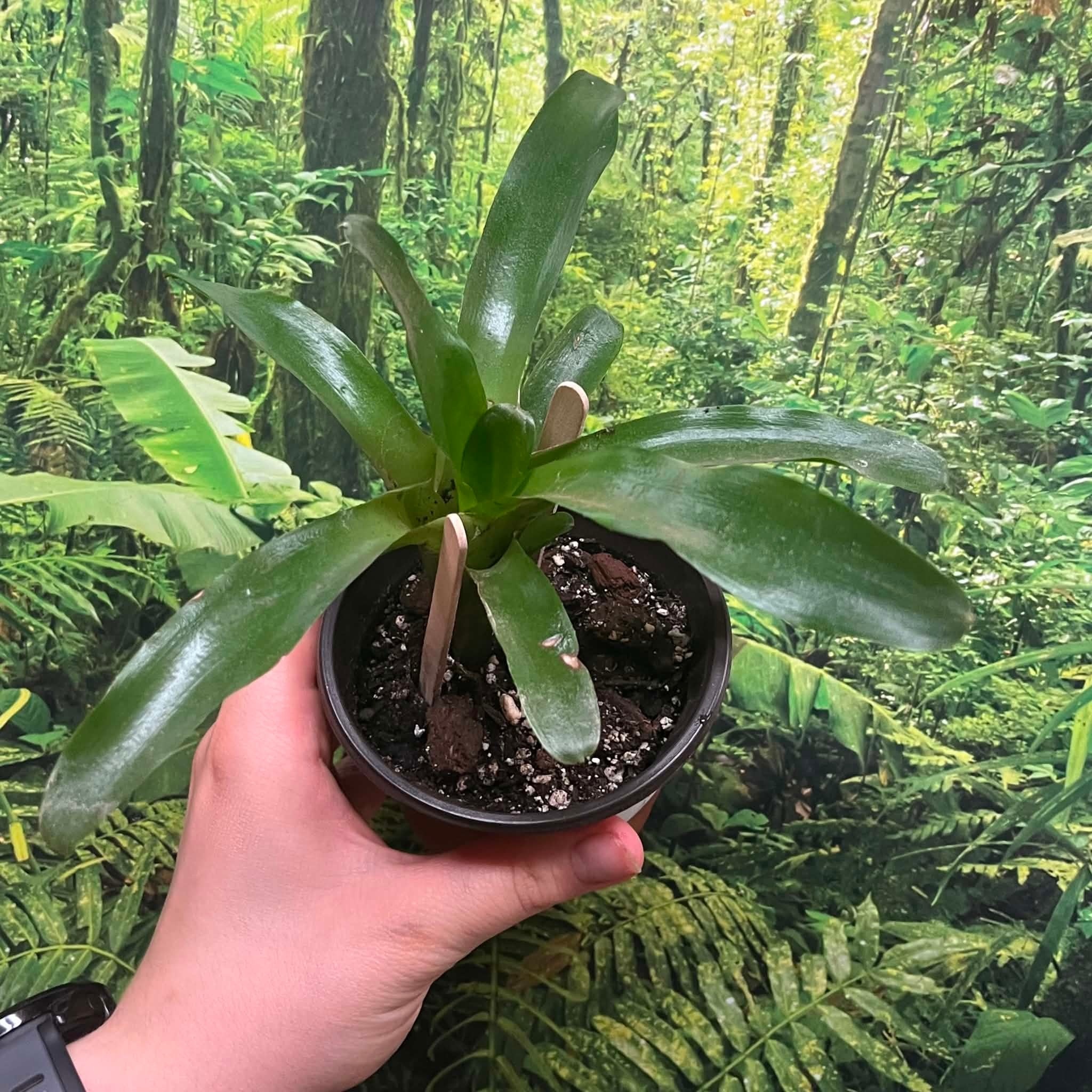 Magazoo Bromeliads sp. Plant