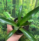 Magazoo Bromeliads sp. Plant